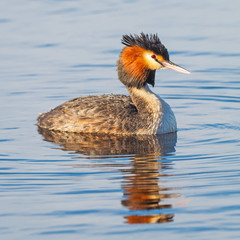 Great Crested Grebe