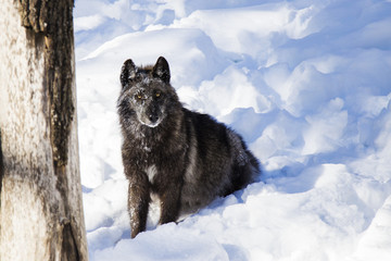 black wolf in winter