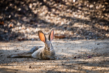 Rabbit relaxing on ground.