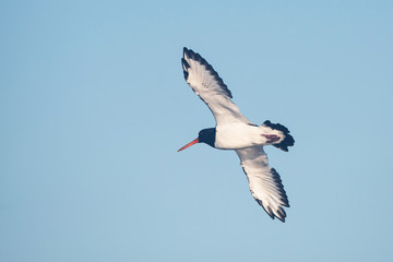 Eurasian Oystercatcher, Haematopus ostralegus