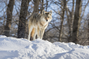Obraz premium Coyote in winter