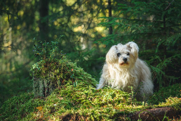 White cute old mixed breed dog in forest