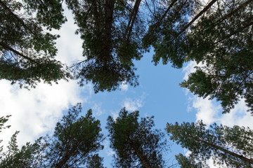 A look up of pine tree and blue sky.