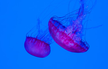 Jellyfish
