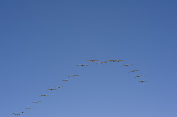 Birds Flying in Formation