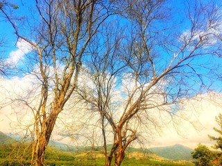 pattern of tree in park