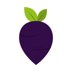 radish vegetable icon image vector illustration design 