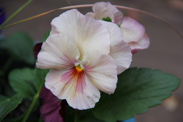 pansy flower pink nature garden plant bloom