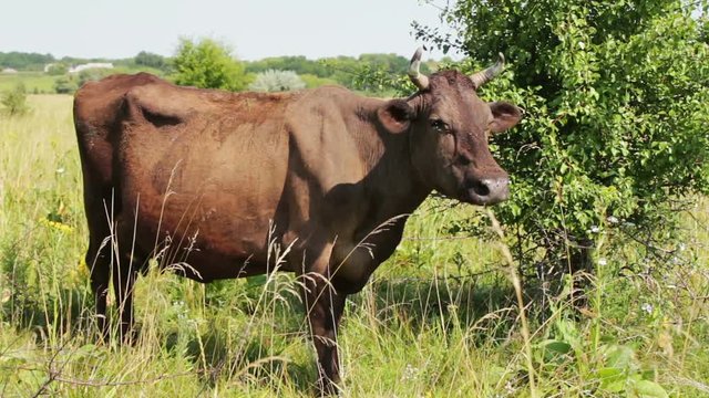 Very beautiful unusual ash color of the cow grazes and looks into the lens of video camera