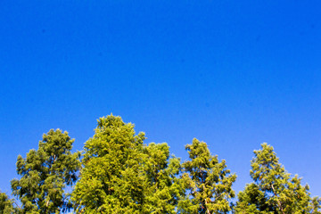 Green Trees and Blue Skies