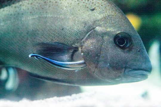 Bluestreak cleaner wrasse Labroides dimidiatus