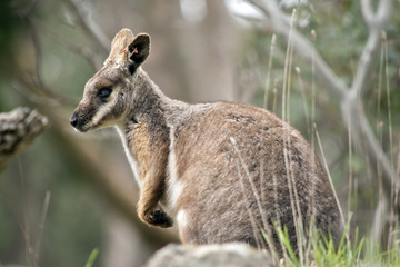 joey yellow tailed rock wallaby