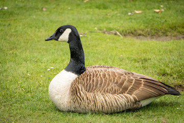 Obraz premium Goose