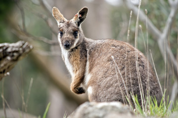 Naklejka na ściany i meble joey yellow tailed rock wallaby