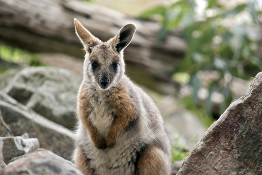 joey yellow tailed rock wallaby