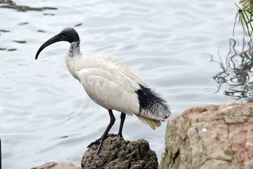 white ibis