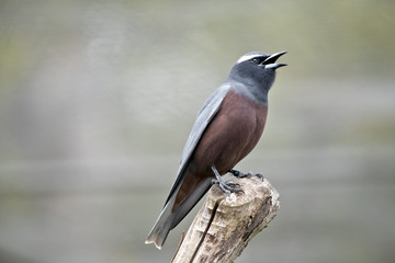 white browed woodswallow
