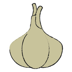 Garlic fresh vegetable icon vector illustration graphic design