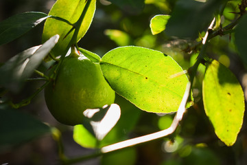 Lemon Tree