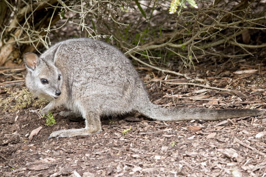 tammar wallaby