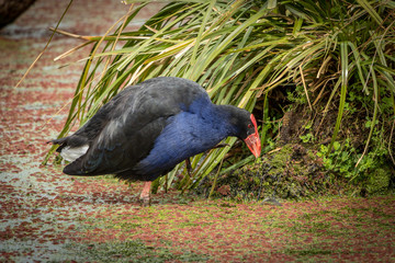 Pukeko Walking In Swamp, New Zealand Wetlands