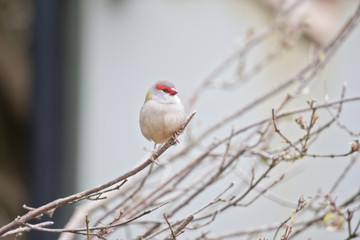 red browed finch