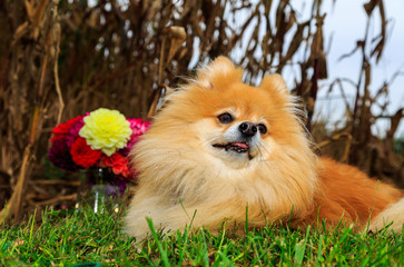 Fototapeta na wymiar Pomeranian Dog sitting in corn field with flowers in back ground. Fall season.