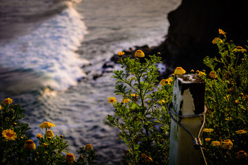 Flowers against the rolling waves in San Diego, California