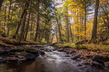 River flows gently through the forest in Autumn