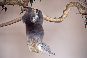 koala juste accroché