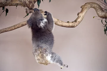 Tableaux ronds sur aluminium brossé Koala koala juste accroché
