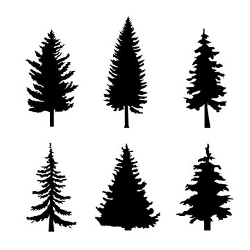 Set of Black Silhouettes of Pine Trees on White Background  illustration