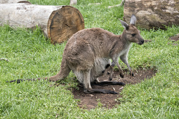 Naklejka na ściany i meble kangaroo-Island kangaroo and joey