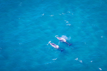 Fototapeta na wymiar Whales