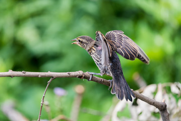 Red-Winged Blackbird Flapping Wings