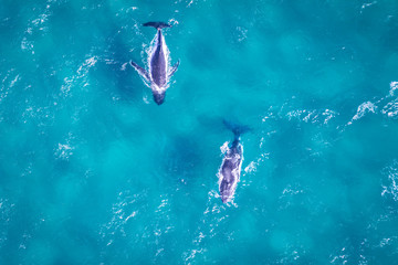 Whales