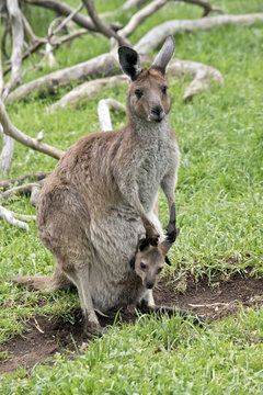 kangaroo-Island kangaroo and joey