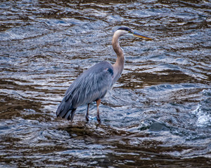 Blue Heron in the Deschutes River in Oregon 