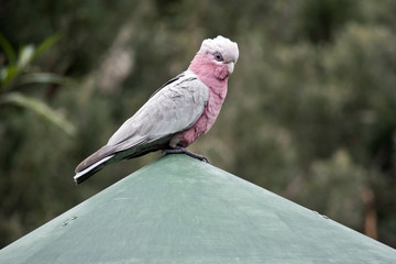galah