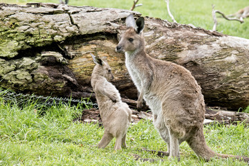 eastern grey kangaroo and joey