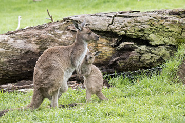 eastern grey kangaroo and joey