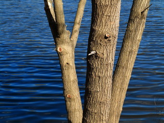 Lakeside Tree and Blue Water - Branches and pond with copy space.