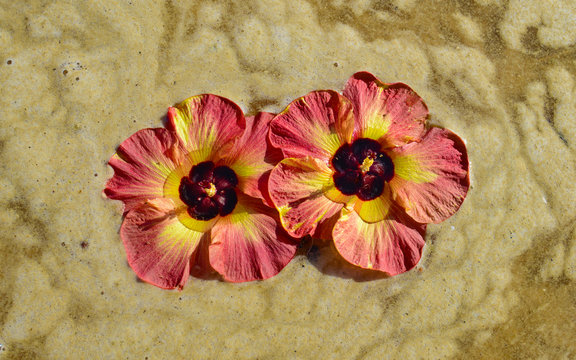 Two Mahoe Sea Hibiscus flowers floating on water,Beach Flowers