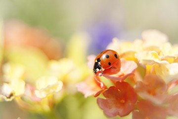 lady bug