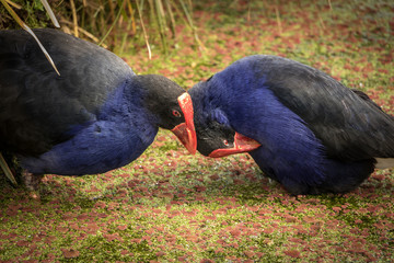 Pukeko