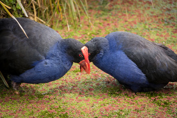 New Zealand Pukeko Swamp Hen Couple Nesting 