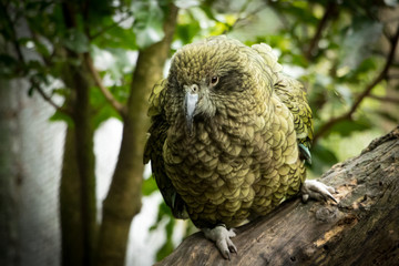 New Zealand Kea, Waikanai, New Zealand