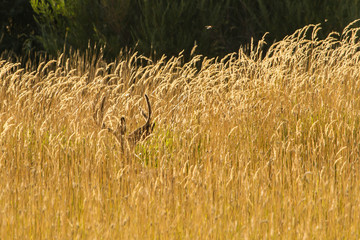 Buck in the Grass