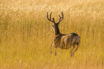 Golden Buck