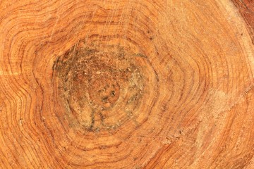 Chinese fir texture, in the Taiwan